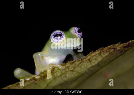 Geisterglasfrosch (Sachatamia ilex) Stockfoto