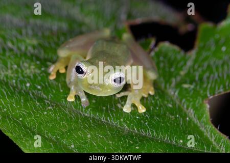 Geisterglasfrosch (Sachatamia ilex) Stockfoto