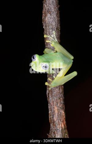 Geisterglasfrosch (Sachatamia ilex) Stockfoto