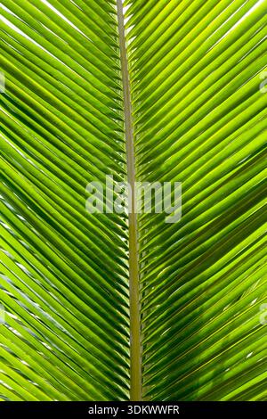 Green Palm Leaf Stockfoto