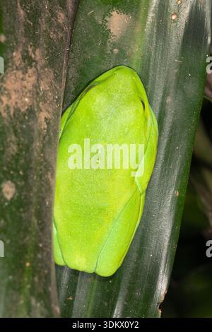 Blauseitiger Baumfrosch (Agalychnis annae) Stockfoto