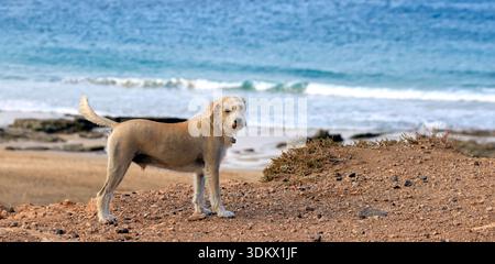 Ein dreckiger Hund, der allein auf einer Klippe steht und in die Kamera schaut. Fuerteventura, Kanarische Inseln, Spanien Stockfoto