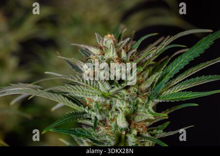 Reife Marihuana-Blüte spezielle Königin-Sorte mit schwarzem Hintergrund Stockfoto
