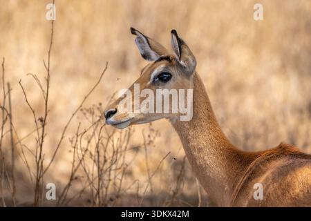 Weibliche Impala (Aepyceros melampus), die in trockenem Savannengras steht, im Profil gedrehter Kopf, ruhiger und anmutiger Pflanzenfresser in seinem natürlichen afrikanischen Lebensraum d Stockfoto