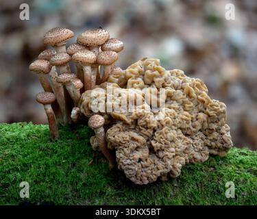 Honigpilz links und nicht identifizierte Pilze, die auf umgefallenem Baumstamm wachsen. Tipperary, Irland Stockfoto