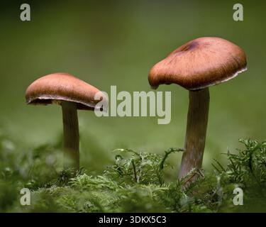 Zwei Pilze, die zwischen Moos auf Waldboden wachsen. Tipperary, Irland Stockfoto