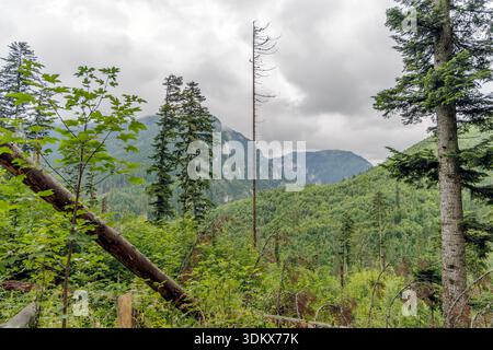 Malerische Aussicht auf nebelige Berge und dichte Wälder mit einem umgefallenen Baumstamm im Vordergrund unter einem dramatisch bewölkten Himmel. Stockfoto