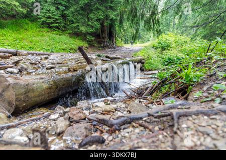 Kristallklares Wasser, das über einen kleinen künstlichen Baumstamm auf einem Bergbach fließt, der von grünen Wäldern und Moos umgeben ist. Stockfoto