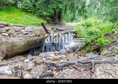 Ein kristallklarer Bergbach fließt über einen rustikalen Baumstamm in einem üppig grünen Wald und bildet einen kleinen malerischen Wasserfall neben einem Wanderweg. Stockfoto