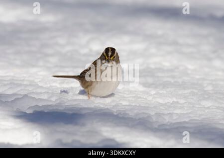 WeisskehlenSparrow, Zonotrichia albicollis, auf der Suche nach Schnee Stockfoto