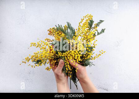 Hände mit einem Mimosa-Blumenstrauß, der die Frühlingssaison begrüßt Stockfoto