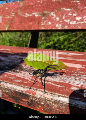 Nahaufnahme eines männlichen Hirschkäfers (Familie Lucanidae), der auf einer verwitterten roten Holzbank mit einem grünen Blatt ruht. Wildtiere im Freien Stockfoto