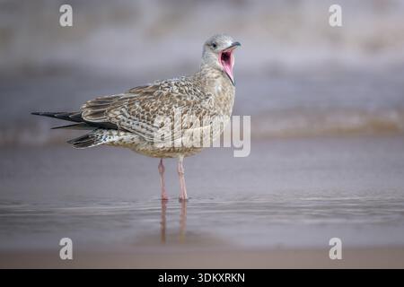 Ein Blick aus der Nähe von Herring Gull Larus argentatus, der laut an einem nördlichen Norfolk Strand ruft Stockfoto