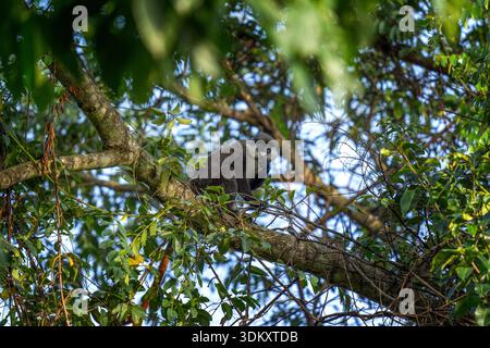 Ein neugieriger Rotschwanzaffe sitzt auf einem Ast. Ein seltener Cercopithecus ascanius in seinem heimischen Habitat. Ein kleiner grauer Affe mit weißer Nase und Wangen. Stockfoto