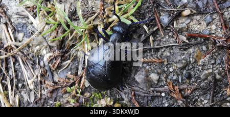 Ein Schwarzölkäfer (Meloe proscarabaeus) kriecht auf einem Mischboden aus Boden und Gras, dem Thüringer Wald Stockfoto