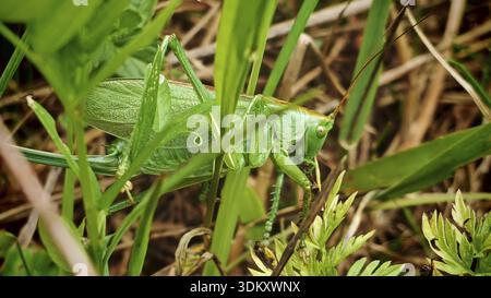 Grüner Heupfer (Tettigonia viridissima), gut getarnt zwischen Grashalmen, Nahaufnahme, Naturpark Fränkischer Wald Stockfoto