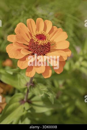 Zinnia 'Zinnia elegans' Stockfoto