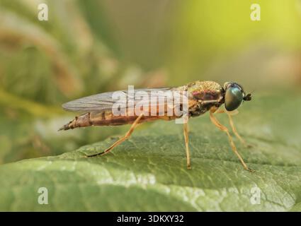 Waffenfliege 'sargus bipunctatus Stockfoto