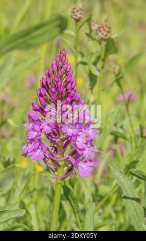 Pyramidenwurzel „Anacamptis pyramidalis“ Stockfoto