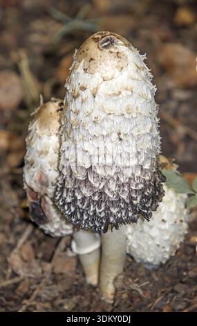 Haubenzinkung „Coprinus Comatus“ Stockfoto
