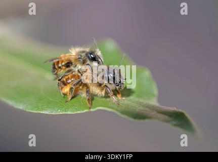 Rotmaurerbiene „Osmia rufa“ Stockfoto