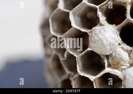 Makroaufnahme einer Wespennestkugel mit detaillierten Sechseckformen und anderen Materialien, die an dieser interessanten natürlichen abstrakten Kunst beteiligt sind Stockfoto