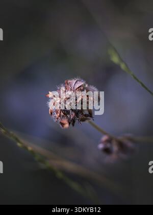 Getrocknete Wildpflanzen, die natürlich auf dem griechischen Land wachsen. Künstlerische Nahaufnahme des botanischen Fotos, das die Schönheit der einheimischen griechischen Wildblumen einfängt. Stockfoto