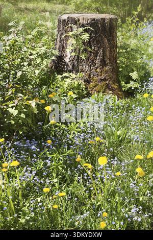 Gesägt Birke auf der Waldlichtung unter wilden Blumen Stockfoto