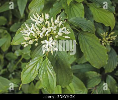 Rotharnholz Cornus sanguinea Stockfoto
