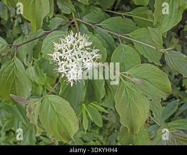Rotharnholz Cornus sanguinea Stockfoto
