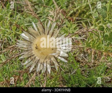 Silberdistel „Carlina acaulis“ Stockfoto