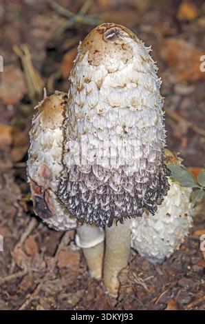 Haubenzinkung „Coprinus Comatus“ Stockfoto