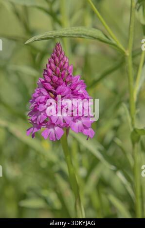 Pyramidenwurzel „Anacamptis pyramidalis“ Stockfoto