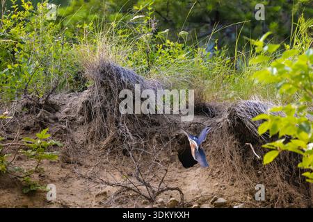 Belted Kingfisher, Megaceryle alcyon, Weibchen, das Fische zu Jungen in Nestgräben im Colville National Forest im US-Bundesstaat Washington transportiert Stockfoto