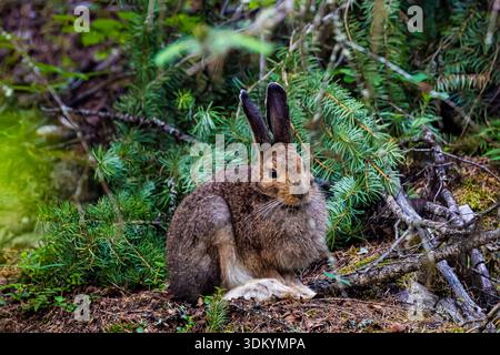 Schneeschuhhase, Lepus americanus, im Colville National Forest, Washington State, USA Stockfoto