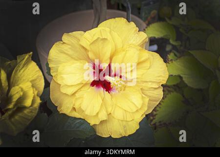Gelbe Hibiskusblüte im Frühling Sonnenlicht Vollrahmen Hintergrundtextur Stockfoto