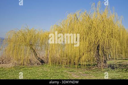 Trauerweide „Salix alba Tristis“ Bodensee auf der Insel Reichenau Stockfoto