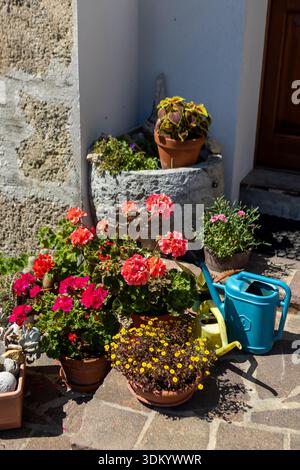 Terrassenblumen und Gartenarbeit. Pflegen von Topfpflanzen auf einer Sommerterrasse: Blühende Geranien, Petunien und Eisenkraut. Stockfoto
