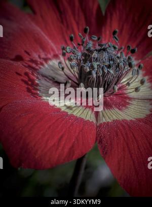 Wilde Anemone coronaria L., die auf dem griechischen Land natürlich wächst. Künstlerische Nahaufnahme des botanischen Fotos, das die Schönheit der einheimischen griechischen Wildnis einfängt Stockfoto