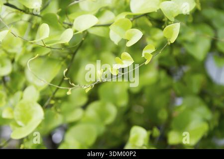 Herzförmige Blätter Nahaufnahme. Rebe aus herzförmigen Blättern Stockfoto