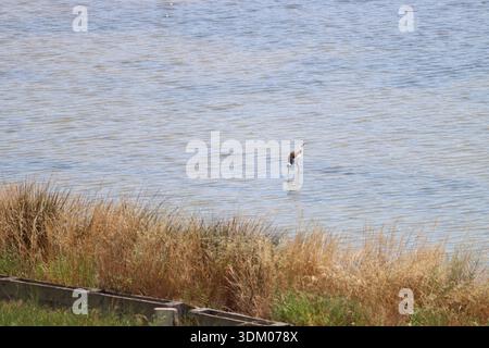 Schwarzflügelpfahl, der in einem flachen Salzwasserfeuchtgebiet lebt, umgeben von hohen Gräsern, mit deutlicher Reflexion auf ruhiger Oberfläche. Pomorie, Bulgarien. Stockfoto
