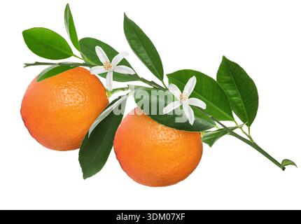 Orangen hängen vom Zweig mit grünen Blättern und Blumen auf weißem Hintergrund. Zitruspflanze Stockfoto
