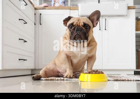 Niedliche französische Bulldogge, die in der Küche neben der Futterschale mit Tierfutter sitzt Stockfoto