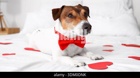 Jack Russel Terrier mit Fliege auf dem Bett liegend mit roten Herzen. Valentinstag-Feier Stockfoto
