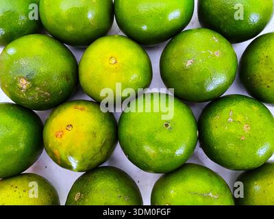 Frische grüne Orangen, die ordentlich in Reihen auf weißem Hintergrund angeordnet sind und ihre natürliche Textur und leuchtende Farbe zeigen. Stockfoto