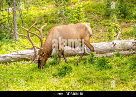 Ein großer brauner Hirsch weidet auf Gras in einem üppig grünen Feld. Konzept der Ruhe und Harmonie mit der Natur, während der Hirsch friedlich seine Mahlzeit genießt i Stockfoto