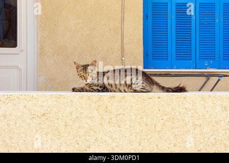 Griechische Katze, die an einer Wand vor einem blauen Holzfenster an einem Haus in Griechenland liegt Stockfoto
