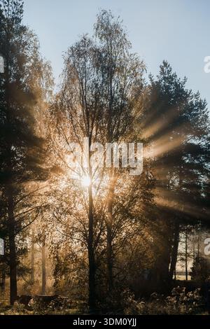 Sonnenstrahlen durch die Äste der Bäume im Herbstwald. Sonnenstrahlen durch die Bäume. Stockfoto