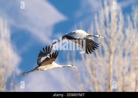 Huailai, China. 2. Februar 2026. Am 30. Welttag der Feuchtgebiete wurden graue Kraniche über dem Guanting Reservoir National Wetland Park im Huailai County in Zhangjiakou, nordchinesischer Provinz Hebei, beobachtet, wobei eine große Anzahl von Kranichen am 2. Februar 2026 in der Region überwinterte. Quelle: Zhang Yu/China News Service/Alamy Live News Stockfoto