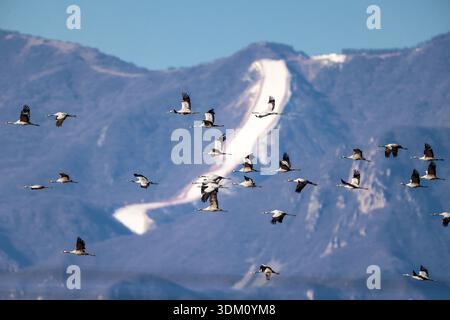 Huailai, China. 2. Februar 2026. Am 30. Welttag der Feuchtgebiete wurden graue Kraniche über dem Guanting Reservoir National Wetland Park im Huailai County in Zhangjiakou, nordchinesischer Provinz Hebei, beobachtet, wobei eine große Anzahl von Kranichen am 2. Februar 2026 in der Region überwinterte. Quelle: Zhang Yu/China News Service/Alamy Live News Stockfoto
